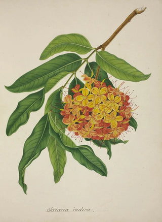 George De Alwis - Mon Jardin a Ceylan Pl103.webp