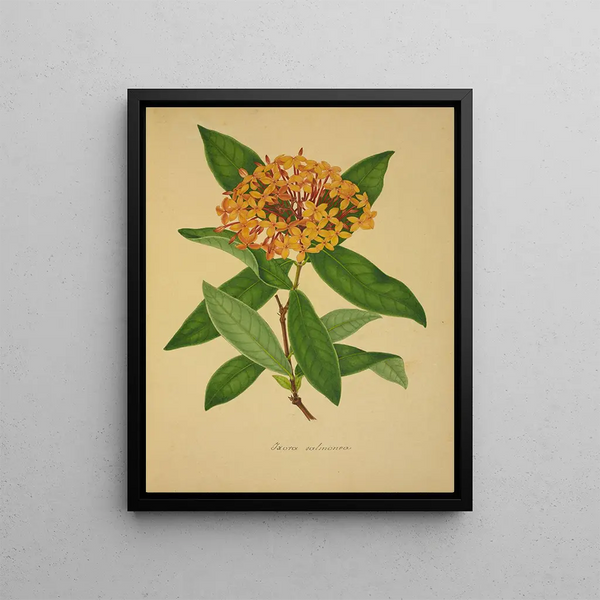 George De Alwis - Mon Jardin a Ceylan Pl105.webp