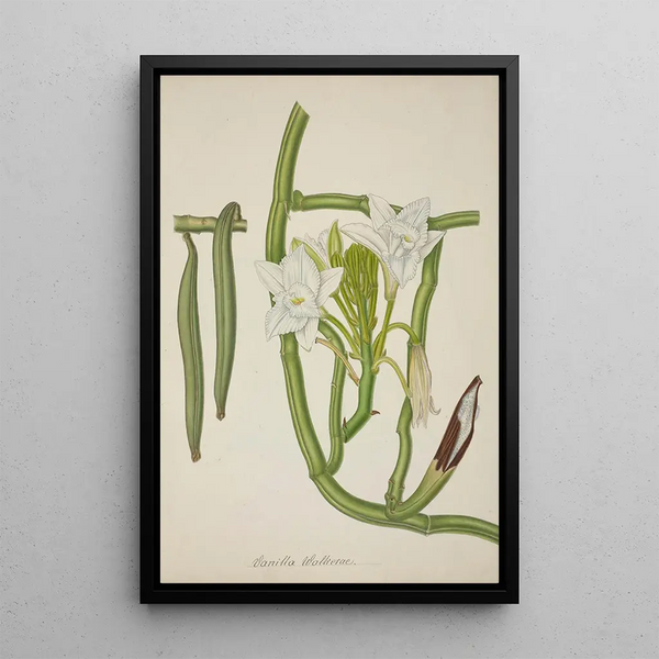 George De Alwis - Mon Jardin a Ceylan Pl115.webp
