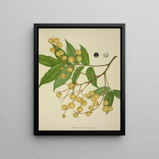 George De Alwis - Mon Jardin a Ceylan Pl136.webp