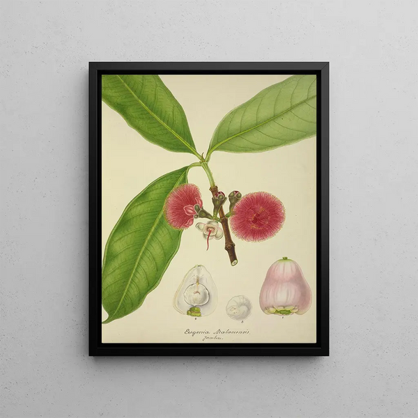 George De Alwis - Mon Jardin a Ceylan Pl147.webp