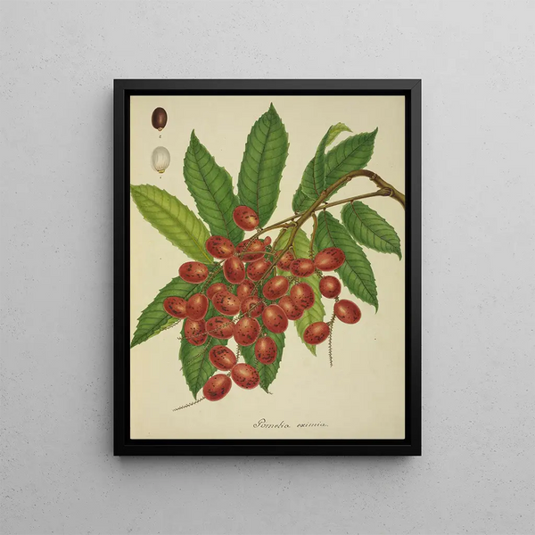 George De Alwis - Mon Jardin a Ceylan Pl149.webp