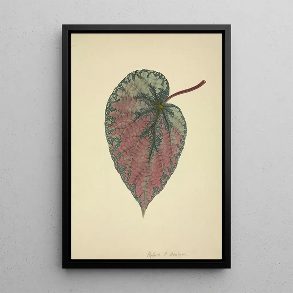 George De Alwis - Mon Jardin a Ceylan Pl165.webp