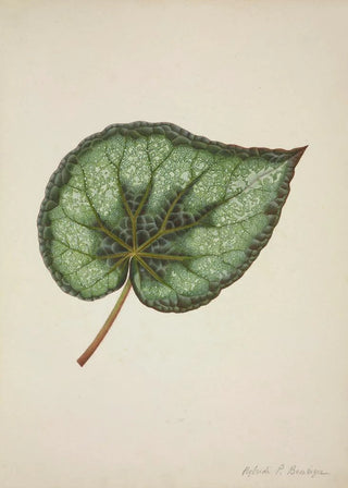 George De Alwis - Mon Jardin a Ceylan Pl172.webp