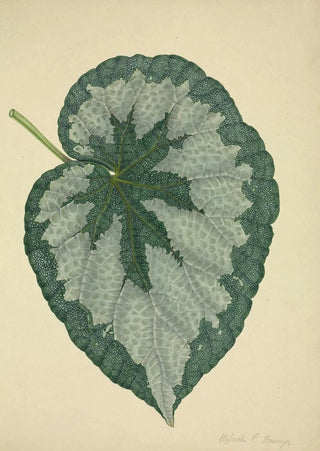 George De Alwis - Mon Jardin a Ceylan Pl181.webp