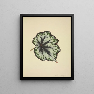 George De Alwis - Mon Jardin a Ceylan Pl182.webp