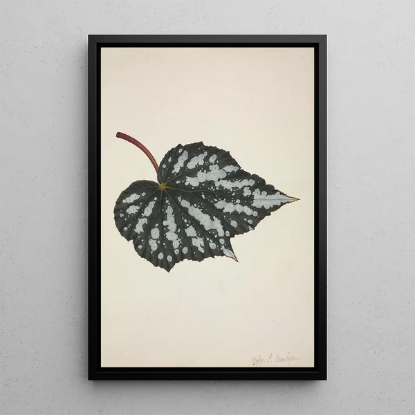 George De Alwis - Mon Jardin a Ceylan Pl191.webp