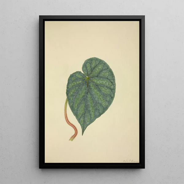 George De Alwis - Mon Jardin a Ceylan Pl204.webp