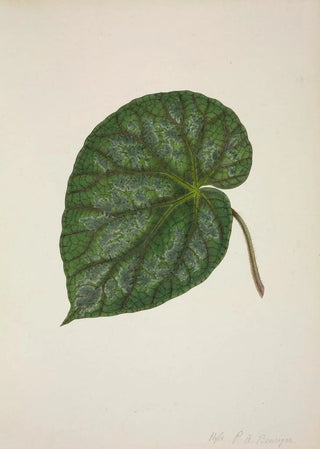 George De Alwis - Mon Jardin a Ceylan Pl209.webp