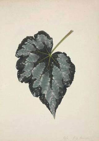 George De Alwis - Mon Jardin a Ceylan Pl215.webp