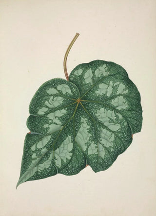 George De Alwis - Mon Jardin a Ceylan Pl218.webp