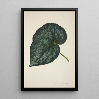 George De Alwis - Mon Jardin a Ceylan Pl221.webp