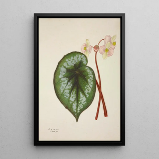 George De Alwis - Mon Jardin a Ceylan Pl225.webp