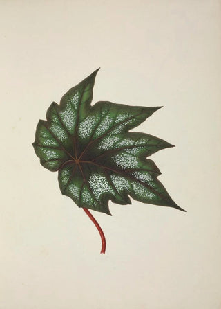 George De Alwis - Mon Jardin a Ceylan Pl251.webp