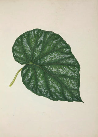 George De Alwis - Mon Jardin a Ceylan Pl261.webp