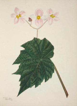 George De Alwis - Mon Jardin a Ceylan Pl265.webp