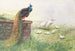 Pfau mit schwarzen Flügeln - George Edward Lodge — Ansicht des Kunstwerks