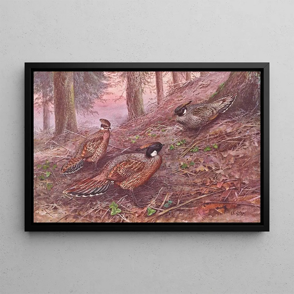 George Edward Lodge - Darwins Koklass Pheasant Styans Koklass Pheasant.webp