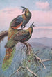 Peacock Green - George Edward Lodge — artwork view