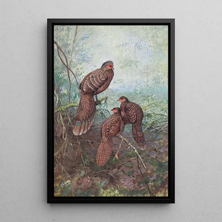 George Edward Lodge - Grey Peacock Pheasant.webp