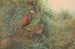 Wildes Huhn von Java - George Edward Lodge — Ansicht des Kunstwerks