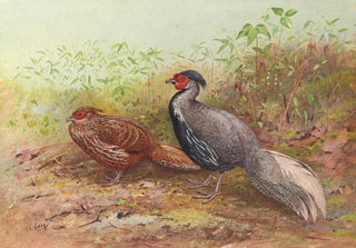George Edward Lodge - Lineated Kaleege.webp