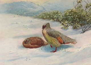 George Edward Lodge - Northern Blood Partridge.webp