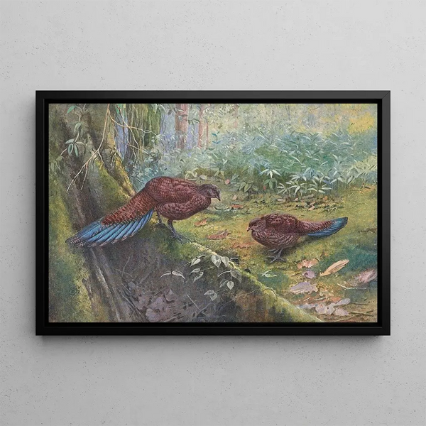 George Edward Lodge - Sumatra BronzeTailed Peacock Pheasant.webp
