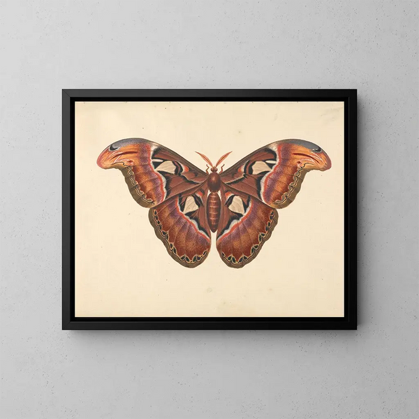 Papillon Atlas - George Edwards — quadro incorniciato alla parete