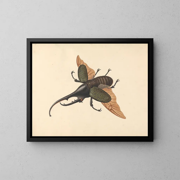 Scarabée Hercule - George Edwards — quadro incorniciato alla parete