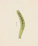 Aquarell der Entomologie Pl. 002 - George Hudson — Ansicht des Kunstwerks