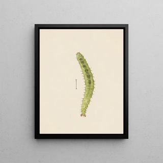 George Hudson - Entomology watercolour Pl002.webp