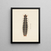 Acquerello di entomologia Pl. 010 - George Hudson — quadro incorniciato alla parete