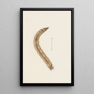 George Hudson - Entomology watercolour Pl015.webp