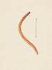 Acquerello di entomologia Pl017 - George Hudson — vista dell’opera