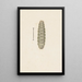 Acquerello di entomologia Pl033 - George Hudson — quadro incorniciato alla parete