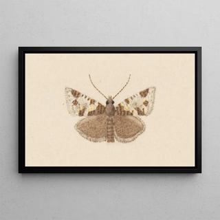 George Hudson - Entomology watercolour Pl040.webp