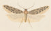Entomologia acquerello Pl041 - George Hudson — vista dell’opera