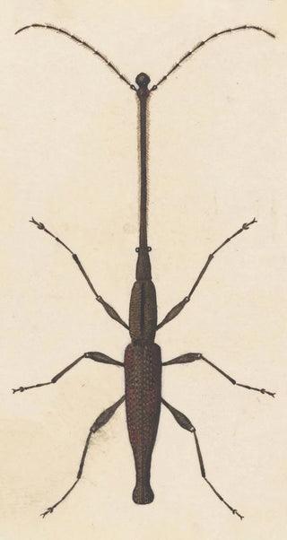 George Hudson - Entomology watercolour Pl048.webp