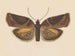 Aquarell der Entomologie Pl056 - George Hudson — Ansicht des Kunstwerks
