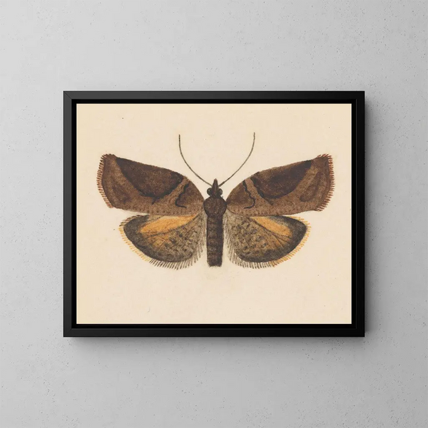Acquerello di entomologia Pl056 - George Hudson — quadro incorniciato alla parete