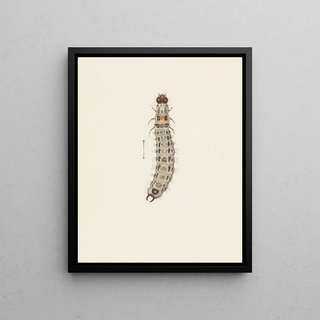 George Hudson - Entomology watercolour Pl065.webp