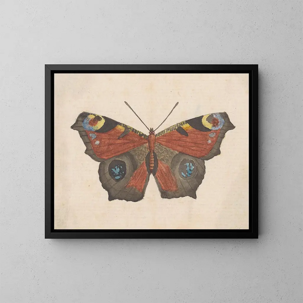 Acquerello di entomologia Pl069 - George Hudson — quadro incorniciato alla parete