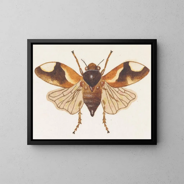 Acquerello di entomologia Pl075 - George Hudson — quadro incorniciato alla parete