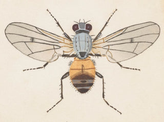 Watercolor entomology Pl079 - George Hudson — artwork view