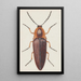 Entomologisches Aquarell-Gemälde Pl091 - George Hudson — gerahmtes Bild an der Wand
