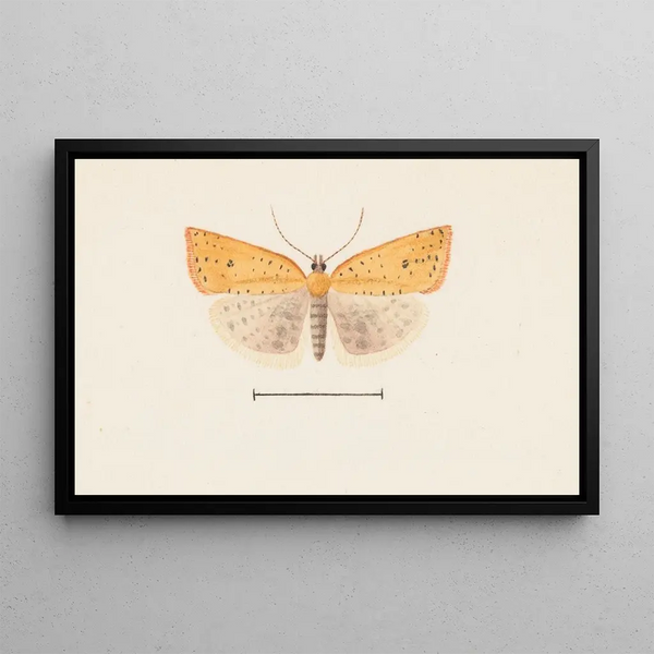 George Hudson - Entomology watercolour Pl099.webp