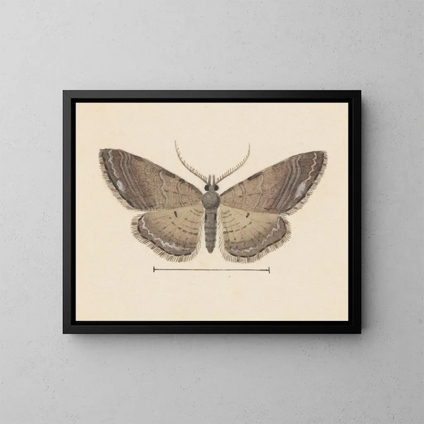 Acquerello di entomologia Pl102 - George Hudson — quadro incorniciato alla parete