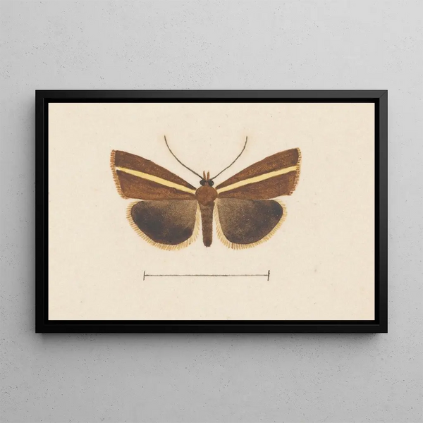 George Hudson - Entomology watercolour Pl106.webp