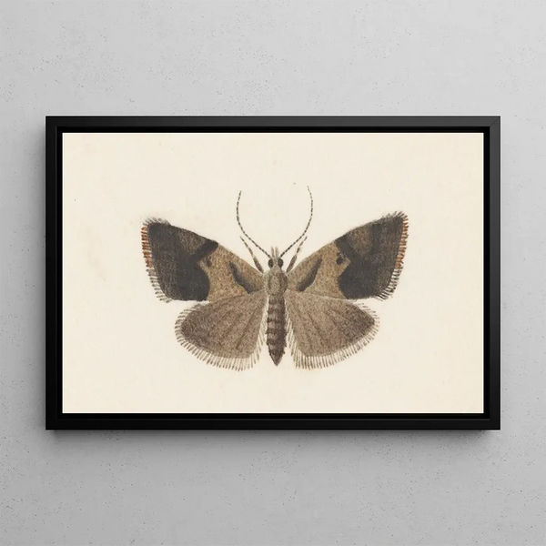 George Hudson - Entomology watercolour Pl108.webp